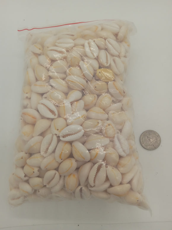shell cowrie pendants large 2.2 lbs bag