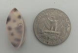 shell pendant small oval tiger cowrie