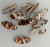shell pendant small oval tiger cowrie