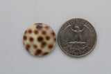 shell pendant small round tiger cowrie