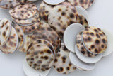 shell pendant large round tiger cowrie